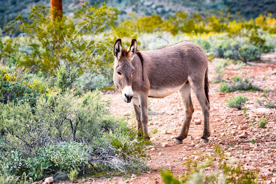 wildlife at lake pleasant | Adventus club