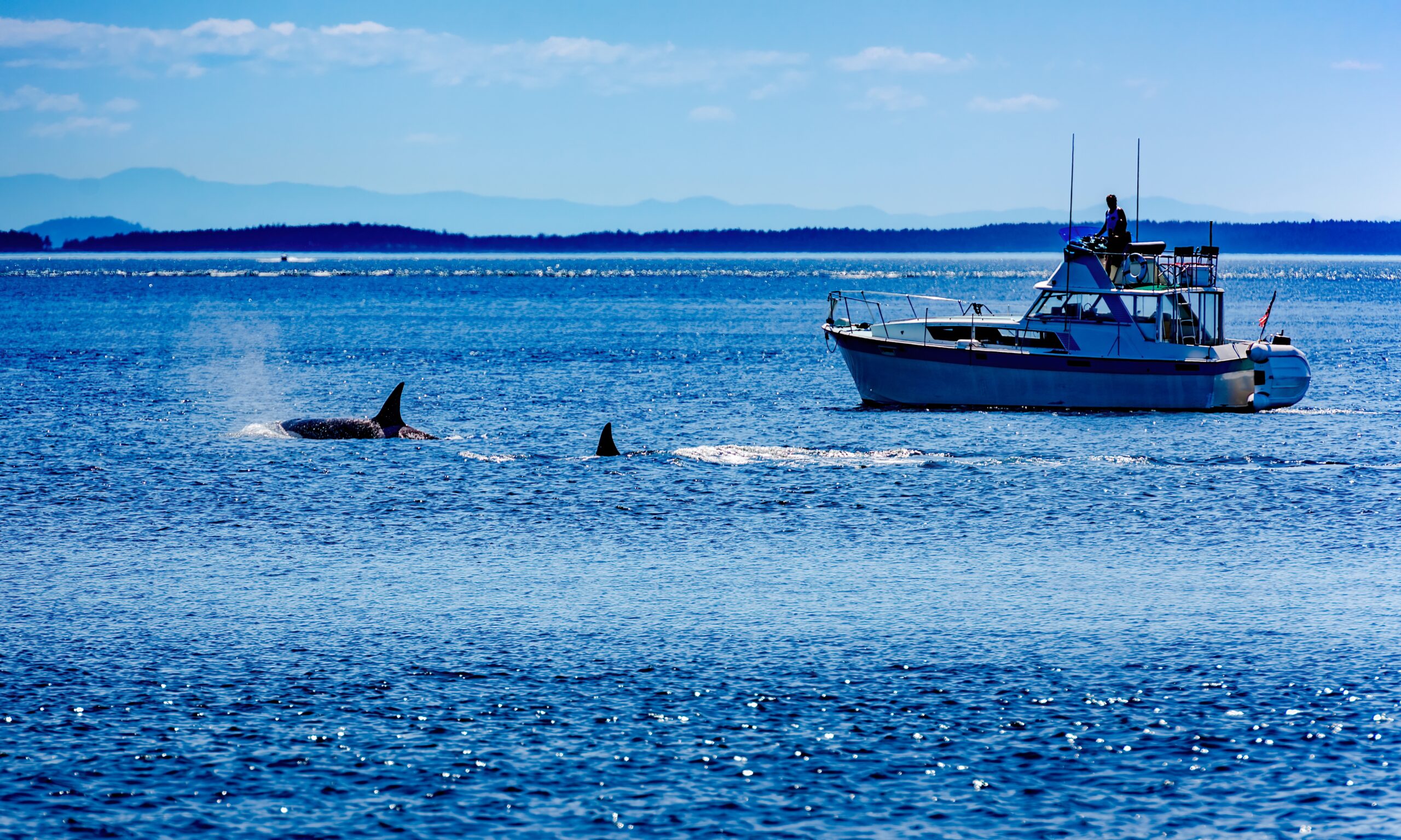 Wildlife Encounters Boating