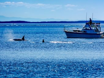 Wildlife Encounters Boating