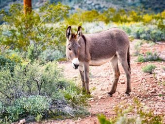 wildlife at lake pleasant | Adventus club